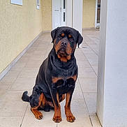 Oneal a rejoint le concours — aidez-le/la à gagner de superbes lots ! rottweiler, dog, pet, animal, sitting, porch, tile_floor, gravel, house, columns, wall, outdoor, guard_dog, canine, loyal, portrait, mammal, black_and_tan, domestic_animal, companion