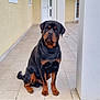 rottweiler, dog, pet, animal, sitting, porch, tile_floor, gravel, house, columns, wall, outdoor, guard_dog, canine, loyal, portrait, mammal, black_and_tan, domestic_animal, companion