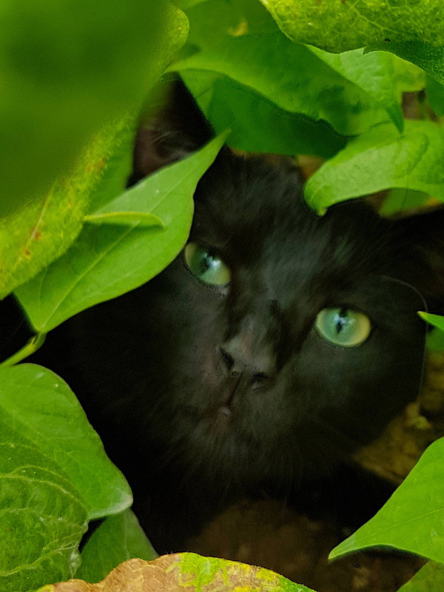 Coocki a rejoint le concours — aidez-le/la à gagner de superbes lots ! black_cat, botany, carnivore, cat, eye, felidae, flower, grass, green, leaf, nebelung, organism, plant, small_to_medium_sized_cats, whiskers, wildlife