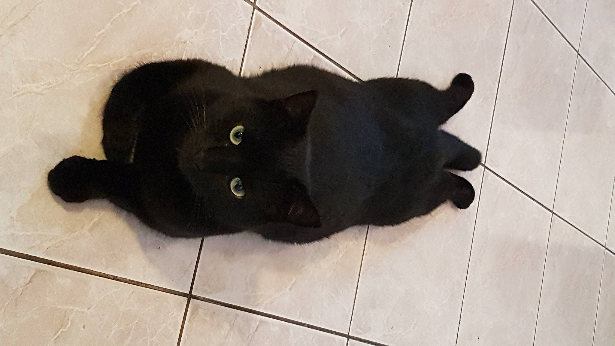 Coocki participe au concours pour gagner de l'argent avec cette photo : black, black_cat, bombay, british_shorthair, canidae, carnivore, cat, dog_breed, domestic_short_haired_cat, felidae, floor, small_to_medium_sized_cats, snout, sporting_group, tail, tile, whiskers