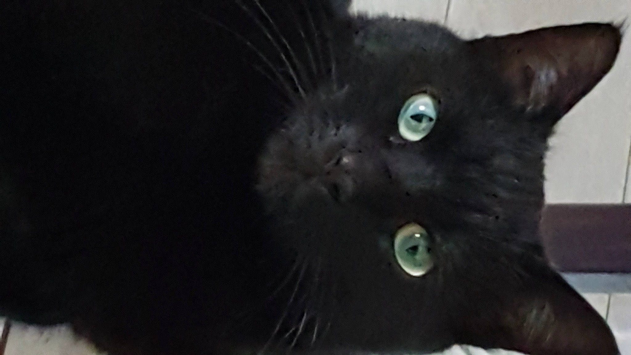 Coocki participe au concours pour gagner de l'argent avec cette photo : black_cat, bombay, carnivore, cat, domestic_long_haired_cat, domestic_short_haired_cat, felidae, fur, havana_brown, kitten, korat, mammal, small_to_medium_sized_cats, snout, vertebrate, whiskers