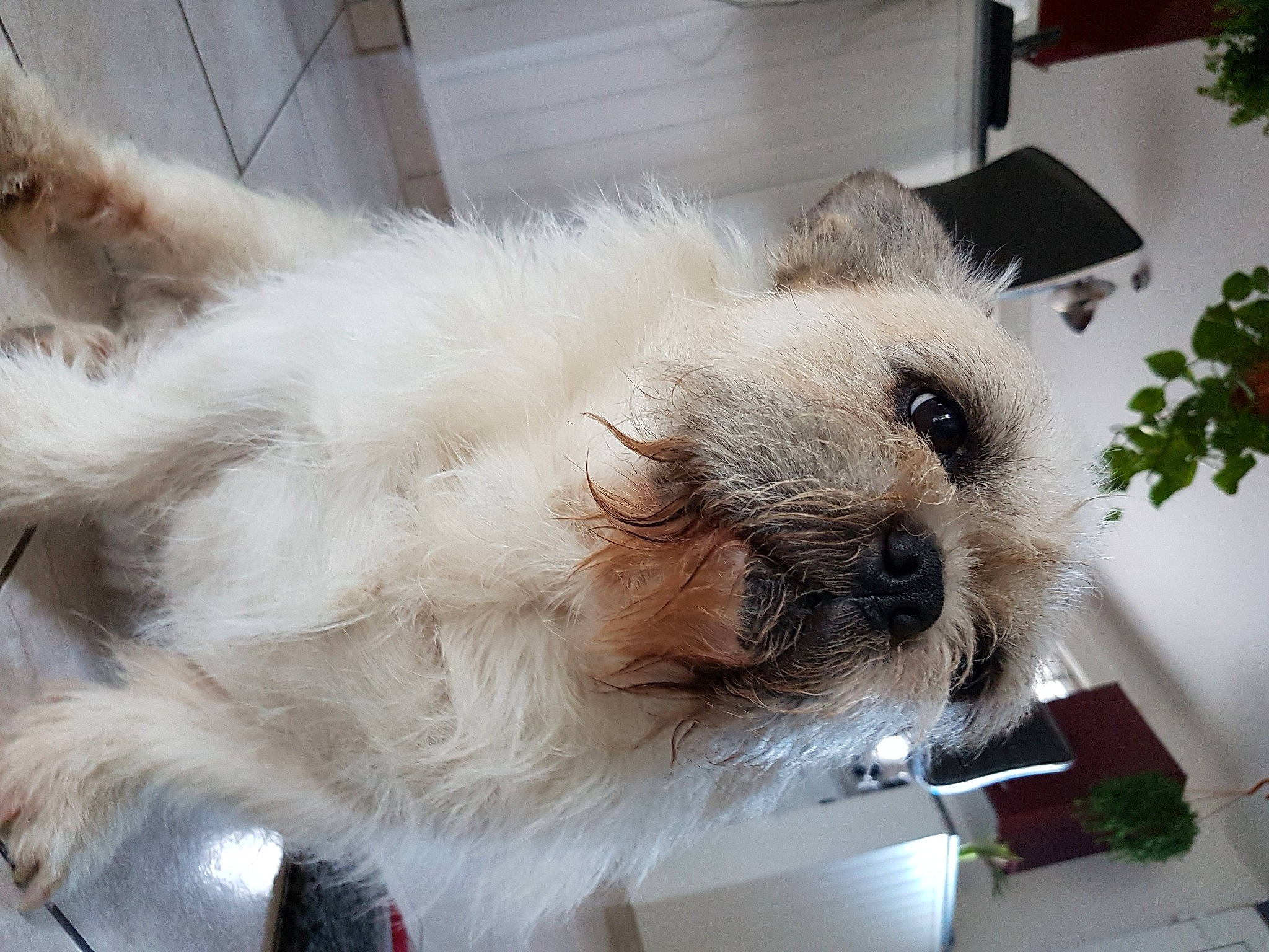 Guismau participe au concours pour gagner de l'argent avec cette photo : birman, canidae, carnivore, cat, companion_dog, dog, dog_breed, ear, felidae, fur, mammal, nose, puppy, puppy_love, ragdoll, shih_tzu, snout, terrier, west_highland_white_terrier, whiskers