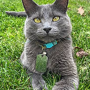 Leo is registered to the contest to win money with this photo: cat, gray_cat, grass, outdoor, pet, collar, tag, yellow_eyes, fur, animal, nature, relaxed, paw, closeup, lawn, sunlight, greenery, whiskers, ears, portrait