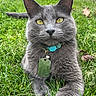 cat, gray_cat, grass, outdoor, pet, collar, tag, yellow_eyes, fur, animal, nature, relaxed, paw, closeup, lawn, sunlight, greenery, whiskers, ears, portrait