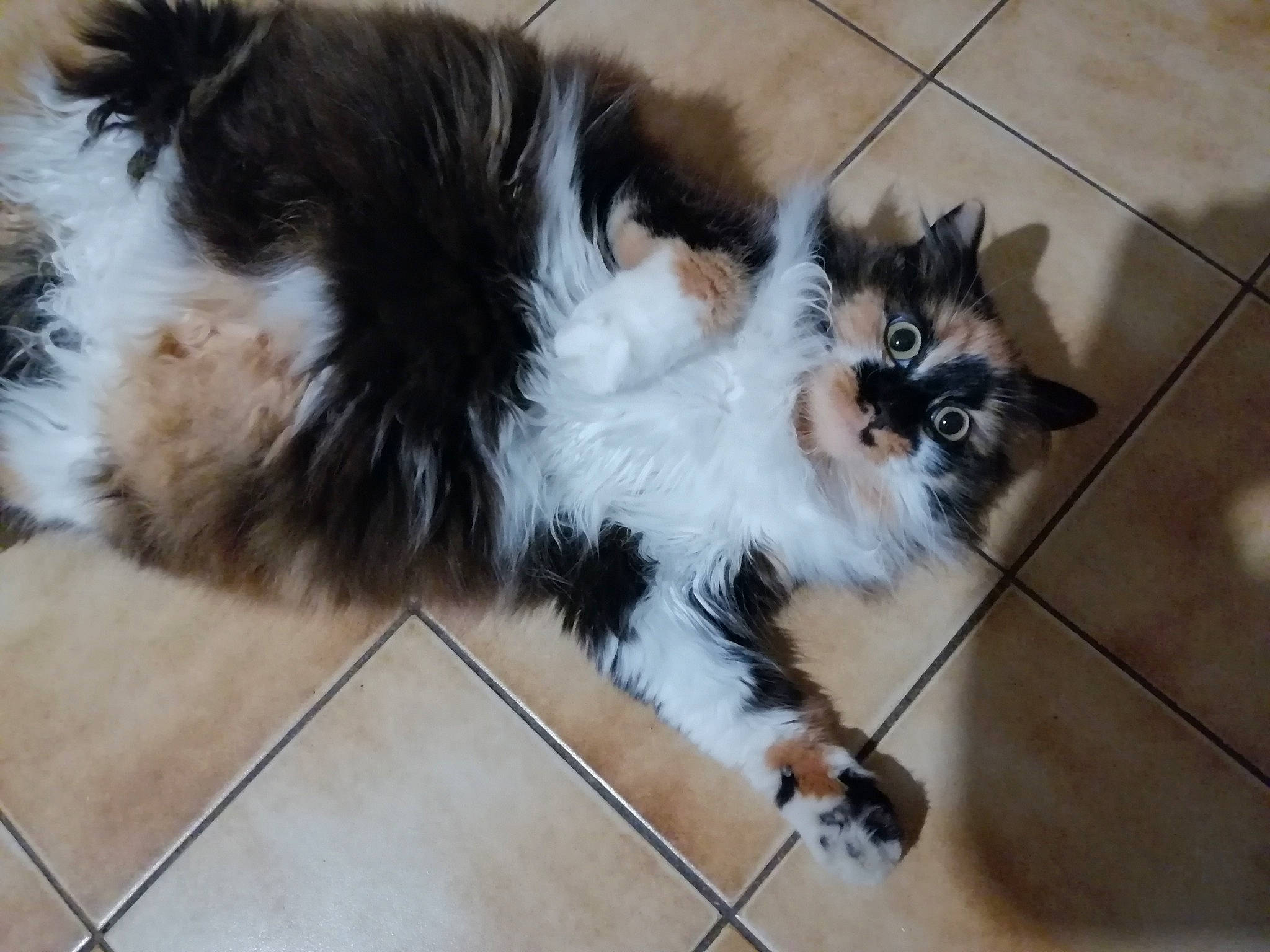 Wikette a rejoint le concours — aidez-le/la à gagner de superbes lots ! birman, canidae, carnivore, cat, companion_dog, dog_breed, domestic_long_haired_cat, fawn, felidae, fur, himalayan, kitten, mammal, norwegian_forest_cat, persian, ragamuffin, small_to_medium_sized_cats, tail, whiskers