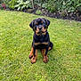rottweiler, puppy, dog, grass, garden, greenery, outdoor, pet, animal, cute, young, sitting, fur, canine, nature, adorable, eyes, collar, head, portrait