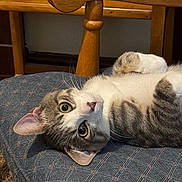 Finnegan is registered to the contest to win money with this photo: cat, tabby, white_fur, pet, indoor, cushion, chair, wooden_furniture, relaxed, cute, whiskers, animal, feline, looking, lying_down, ears, eyes, home, cozy, domestic