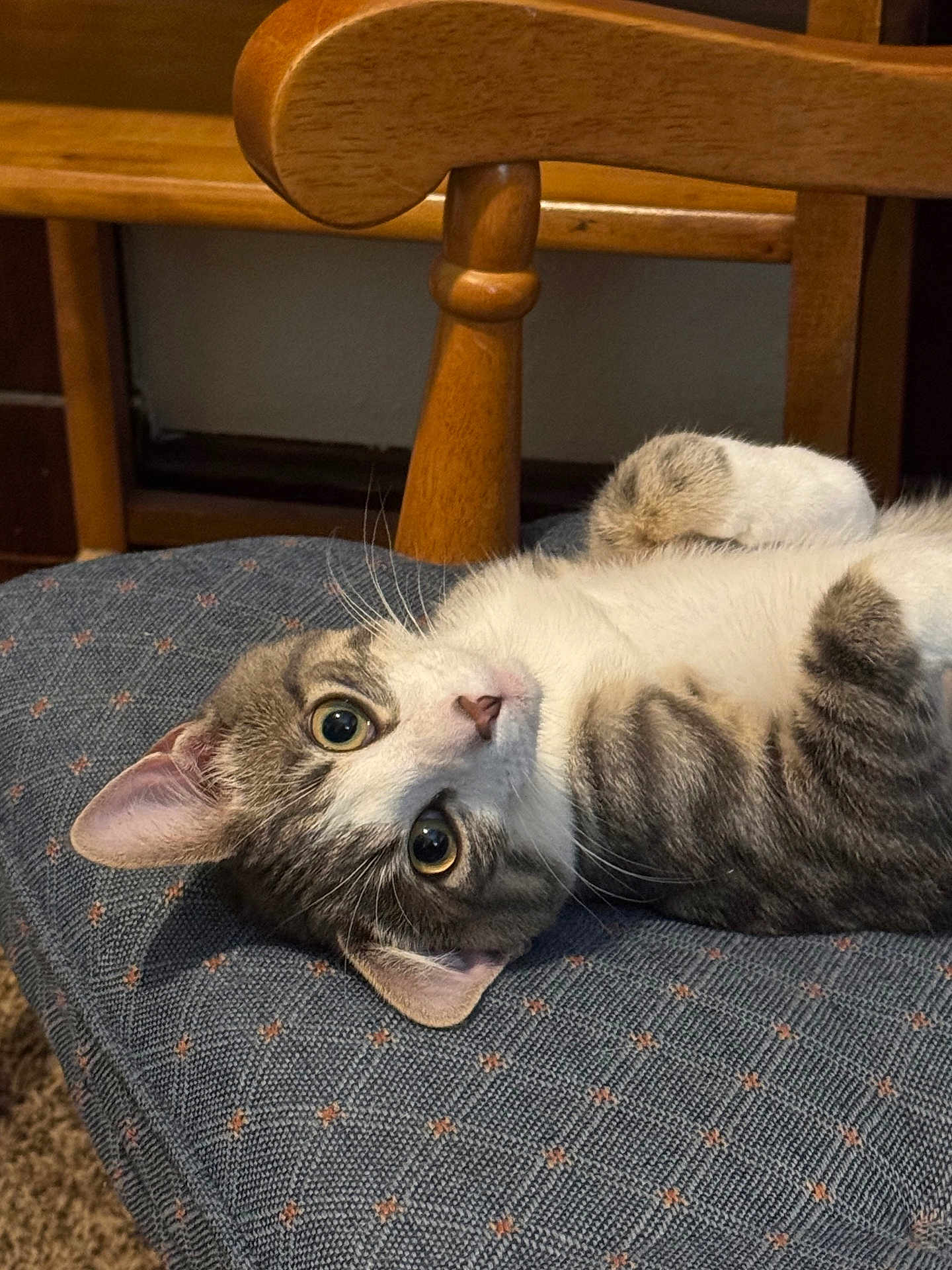 Finnegan is registered to the contest to win money with this photo: cat, tabby, white_fur, pet, indoor, cushion, chair, wooden_furniture, relaxed, cute, whiskers, animal, feline, looking, lying_down, ears, eyes, home, cozy, domestic