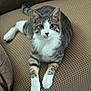 cat, gray_cat, white_cat, pet, animal, feline, indoor, couch, furniture, relaxed, looking_at_camera, whiskers, ears, paws, tail, fur, texture, home, comfort, resting