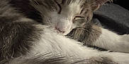 Finnegan is registered to the contest to win money with this photo: kitten, sleeping, gray_fur, white_fur, close_up, whiskers, animal, pet, cozy, resting, fur, paw, cute, domestic_cat, mammal, young_cat, indoor, relaxed, soft, companion