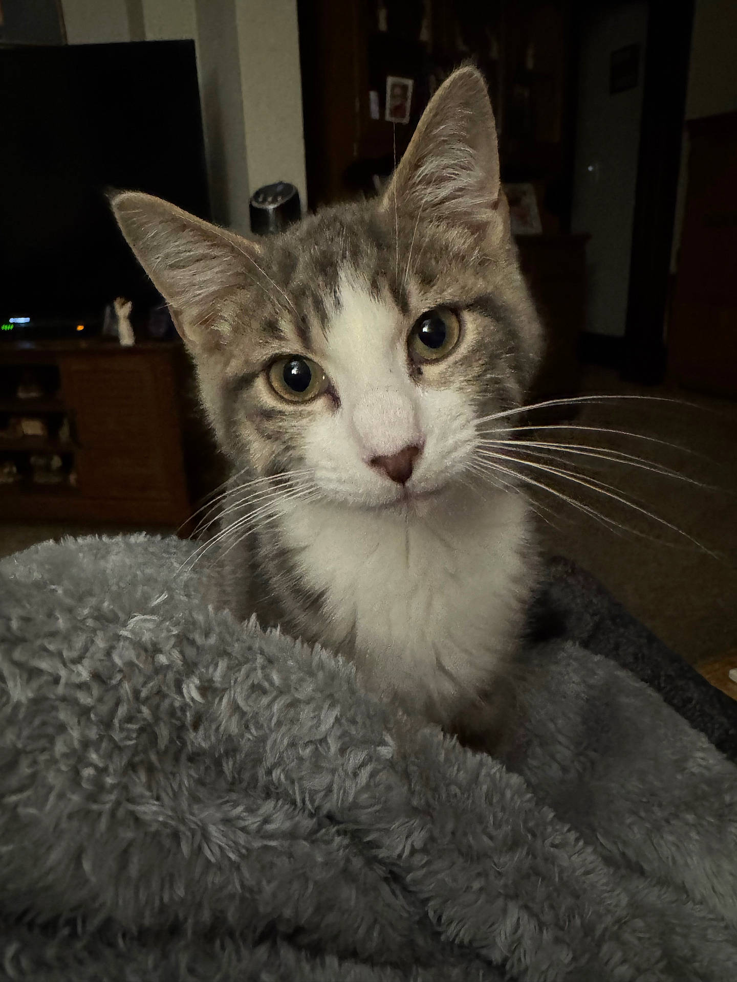 animal, blanket, cat, close_up, cozy, curious, domestic, feline, furniture, gray_cat, indoor, living_room, pet, portrait, soft_texture, television, warm_lighting, whiskers, white_cat, young_cat