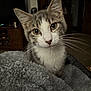 cat, gray_cat, white_cat, pet, animal, feline, whiskers, blanket, cozy, indoor, living_room, furniture, television, curious, close_up, soft_texture, warm_lighting, domestic, young_cat, portrait