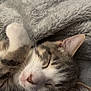 Finnegan is registered to the contest to win money with this photo: cat, sleeping, cozy, blanket, fur, pet, rest, cute, indoor, relaxation, whiskers, closeup, animal, soft, comfort, tabby, nap, feline, ears, peaceful