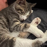 Finnegan is registered to the contest to win money with this photo: kitten, cat, sleeping, pet, fur, whiskers, human, earring, ear, paws, closeup, resting, gray, white, soft, cute, domestic_animal, animal, companion, cozy