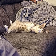 Finagen is registered to the contest to win money with this photo: animal, blanket, cat, comfort, couch, cozy, domestic, feline, fur, gray, home, indoor, living_room, pet, photographs, relaxed, resting, sleeping, texture, wall