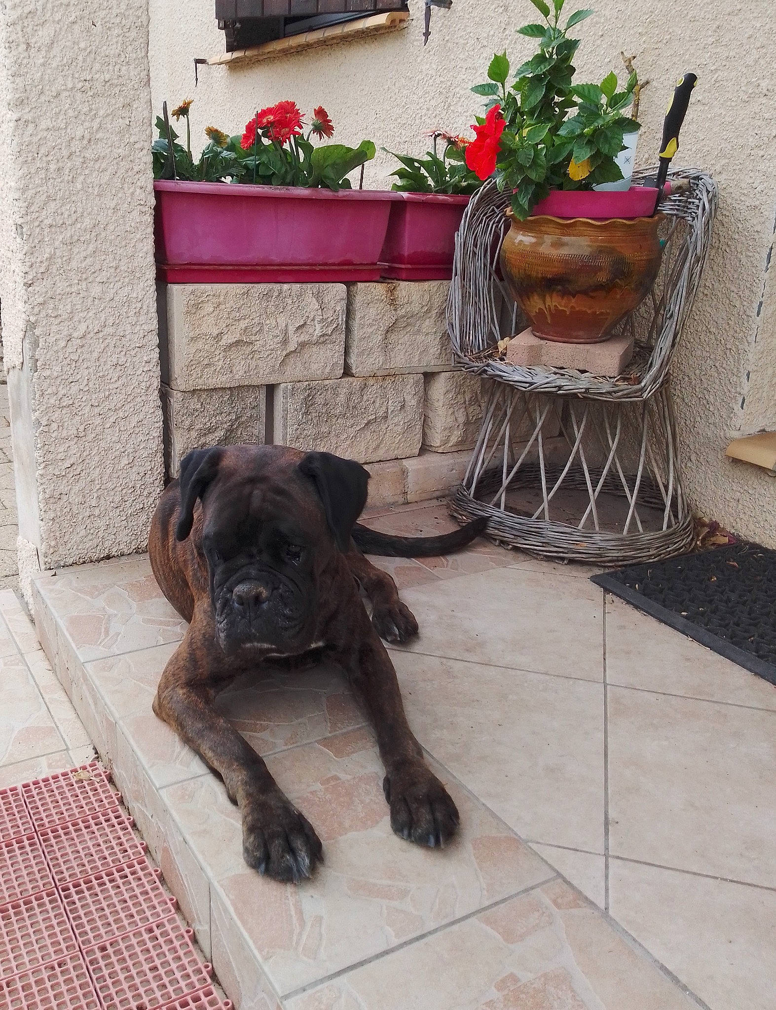 Batman participe au concours pour gagner de l'argent avec cette photo : canidae, carnivore, companion_dog, dog, dog_breed, dog_collar, fawn, floor, flooring, flowerpot, house, houseplant, liver, pet_supply, plant, porch, snout, sporting_group, tail, working_animal