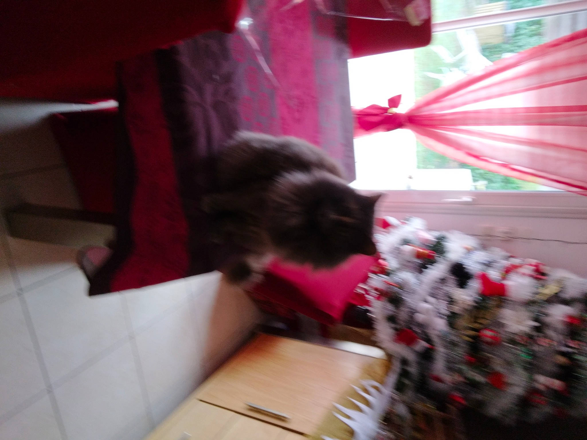 Grizette a rejoint le concours — aidez-le/la à gagner de superbes lots ! black_cat, carmine, carnivore, cat, curtain, domestic_short_haired_cat, event, felidae, flooring, fur, hardwood, magenta, pink, small_to_medium_sized_cats, tail, textile, tints_and_shades, whiskers, window, wood