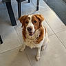 animal, brown_and_white, canine, chair, daylight, dog, domestic, ears, floor, fur, happy, home, indoor, looking_up, mouth_open, pet, sunlight, table, tile_floor, window
