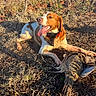 Tango participe au concours pour gagner de l'argent avec cette photo : animal, bird, brown, collar, dog, dry_grass, field, fur, grass, hunting, nature, outdoor, panting, paw, pheasant, sunlight, tongue_out, tree, white, wildlife