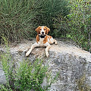 Tango participe au concours pour gagner de l'argent avec cette photo : animal, brown, bushes, canine, collar, daylight, dog, fur, greenery, leafy, nature, outdoor, pet, portrait, relaxed, resting, rock, summer, white, wildlife