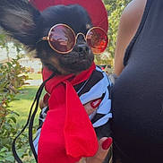Mr. Darcy is registered to the contest to win money with this photo: accessories, black_clothing, chihuahua, cute, dog, fashion, greenery, hand, keys, manicure, outdoor, person, pet, portrait, red_hat, red_scarf, small_dog, summer, sunglasses, trees