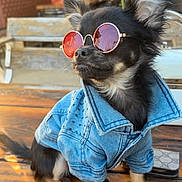 Mr.darcy joined the competition — help win amazing prizes! dog, sunglasses, denim_jacket, wooden_table, pet, cute, fashion, outdoor, small_dog, black_dog, portrait, animal, stylish, canine, casual, sunlight, accessory, chihuahua, relaxed, table
