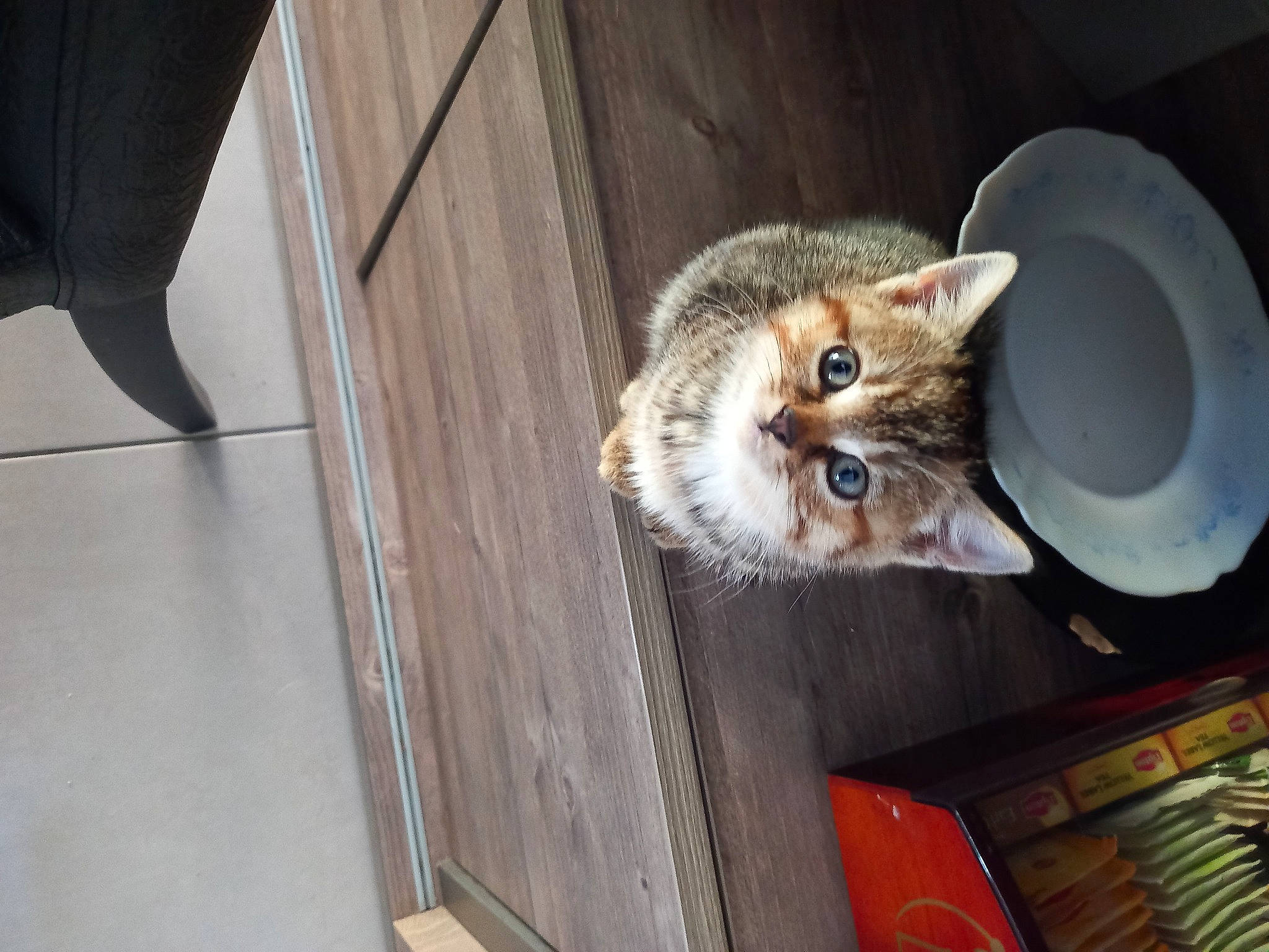 Furiosa a rejoint le concours — aidez-le/la à gagner de superbes lots ! box, carnivore, cat, domestic_short_haired_cat, door, fawn, felidae, flooring, fur, hardwood, mechanical_fan, room, small_to_medium_sized_cats, tail, vehicle, whiskers, wood