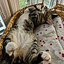 cat, tabby_cat, sleeping, basket, blanket, window, indoor, pet, fur, whiskers, paw, relaxed, cozy, resting, animal, cute, domestic_cat, feline, soft, napping