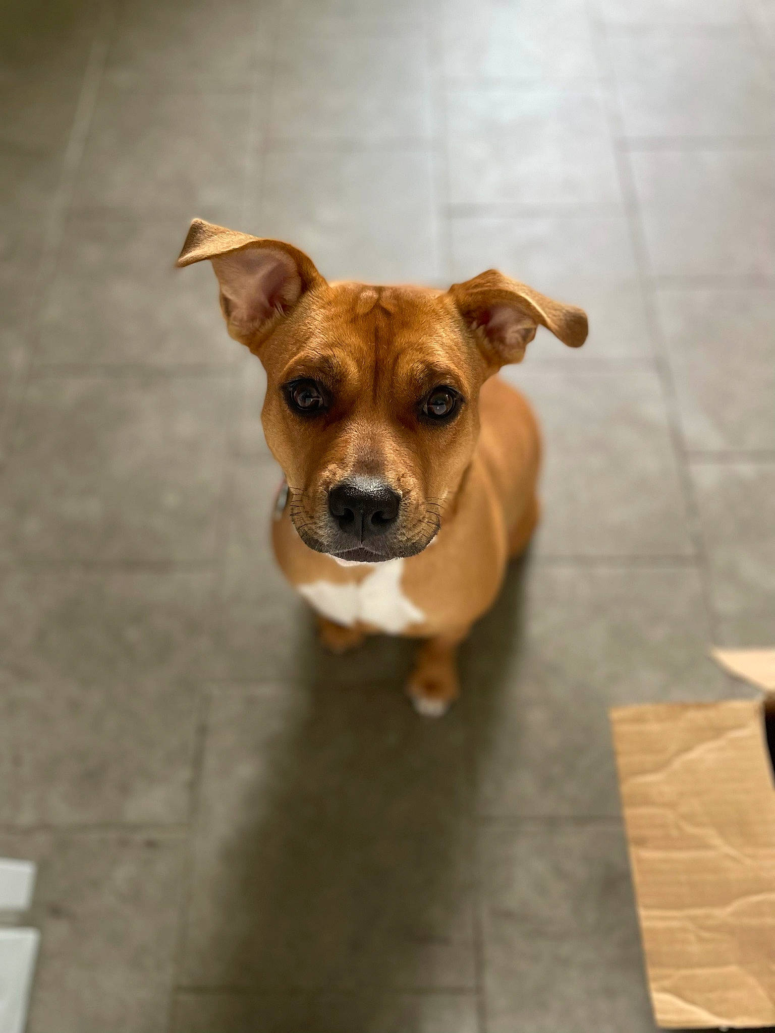 Roxy joined the competition — help win amazing prizes! canidae, carnivore, companion_dog, dog, dog_breed, dog_supply, fawn, flooring, fur, hardwood, paw, pet_supply, plant, snout, sporting_group, tile_flooring, toy_dog, whiskers, wood, working_animal