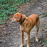 Bobby a rejoint le concours — aidez-le/la à gagner de superbes lots ! dog, canine, outdoor, forest, trail, dirt_path, leaves, greenery, collar, animal, pet, nature, walking, alert, brown_fur, standing, side_view, trees, woods, wildlife