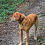 dog, canine, outdoor, forest, trail, dirt_path, leaves, greenery, collar, animal, pet, nature, walking, alert, brown_fur, standing, side_view, trees, woods, wildlife
