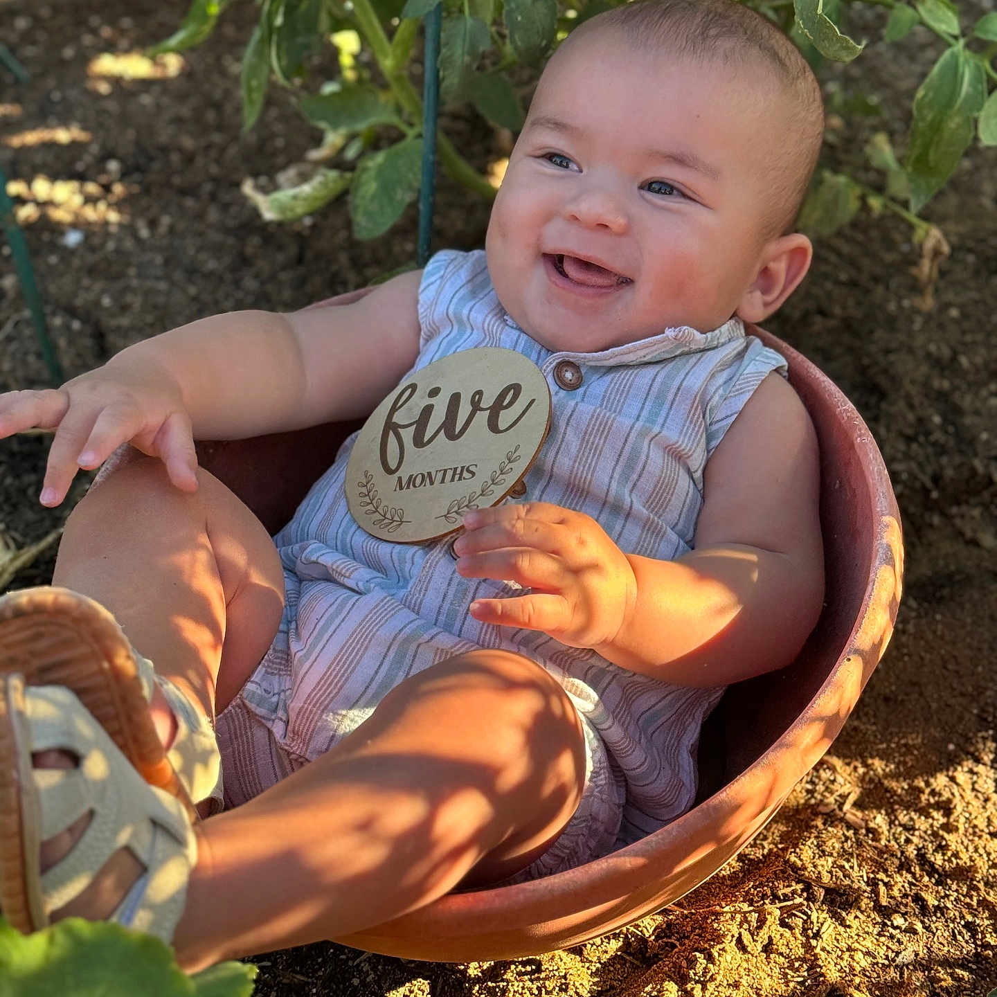 Dono Akai joined the competition — help win amazing prizes! baby, infant, child, flower_pot, outdoor, garden, soil, plants, greenery, sunlight, shadow, smiling, holding, sign, wooden_sign, sitting, cute, summer, clothing, footwear