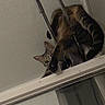 Athena participe au concours pour gagner de l'argent avec cette photo : cat, cats, feline, pet, animal, curious, peeking, looking_down, indoors, doorway, window, metal, rod, home, interior, striped_cat, tortoiseshell_cat, eyes, portrait, funny