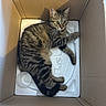 Athena a rejoint le concours — aidez-le/la à gagner de superbes lots ! cat, tabby_cat, feline, animal, pet, striped_fur, green_eyes, whiskers, ears, tail, lying_down, relaxed, cardboard_box, packing_foam, plastic_scoop, indoor, closeup, top_view, brown_fur, curious