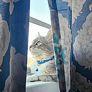 Miss Kittie is registered to the contest to win money with this photo: animal, blue_collar, calm, cat, closeup, curtains, domestic_cat, feline, gray_cat, indoor, looking_out_window, peaceful, pet, portrait, resting, side_view, soft_light, sunlight, whiskers, window