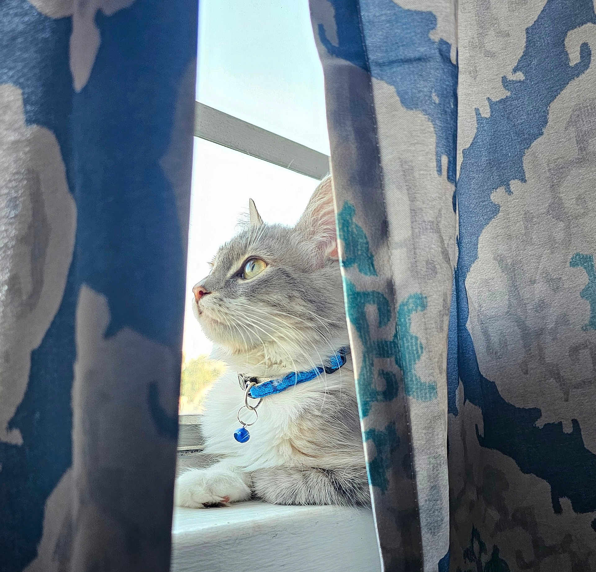 Miss Kittie