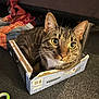 barcode, big_eyes, box, cardboard_box, carpet, cat, close_up, curious, cute, ears, fabric, fur, indoor, pet, plaid, ribbon, sitting, tabby_cat, toy, whiskers