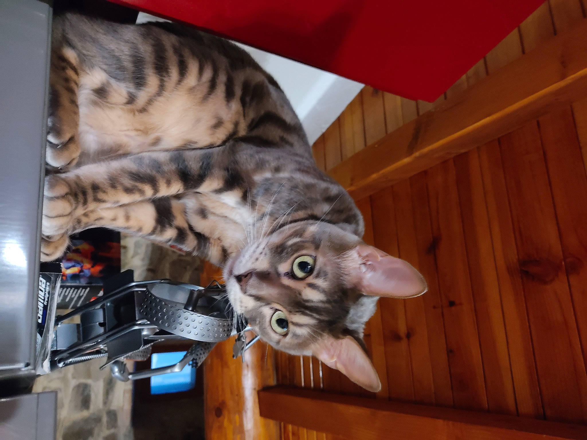 Owen a rejoint le concours — aidez-le/la à gagner de superbes lots ! carnivore, cat, cat_supply, ceiling, comfort, domestic_short_haired_cat, door, felidae, fur, hardwood, mammal, room, small_to_medium_sized_cats, tail, vertebrate, whiskers, wood, wood_stain