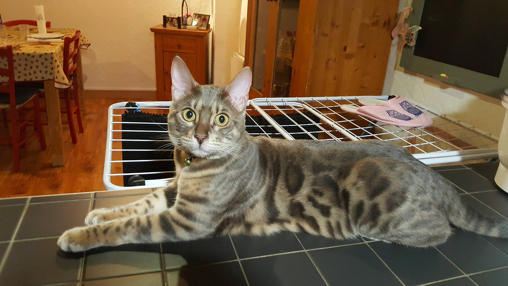 Owen a rejoint le concours — aidez-le/la à gagner de superbes lots ! american_shorthair, arabian_mau, asian, australian_mist, bengal, california_spangled, carnivore, cat, domestic_short_haired_cat, dragon_li, egyptian_mau, european_shorthair, felidae, mammal, ocicat, small_to_medium_sized_cats, tabby_cat, toyger, vertebrate, whiskers