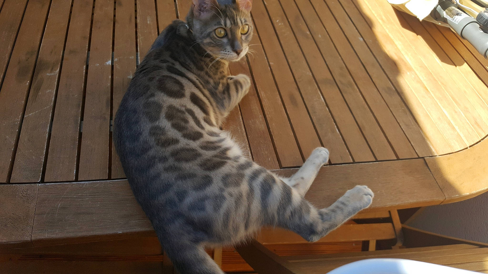 Owen a rejoint le concours — aidez-le/la à gagner de superbes lots ! american_shorthair, asian, bengal, california_spangled, carnivore, cat, domestic_short_haired_cat, dragon_li, egyptian_mau, european_shorthair, felidae, mammal, ocicat, small_to_medium_sized_cats, tabby_cat, tail, toyger, vertebrate, whiskers, wood