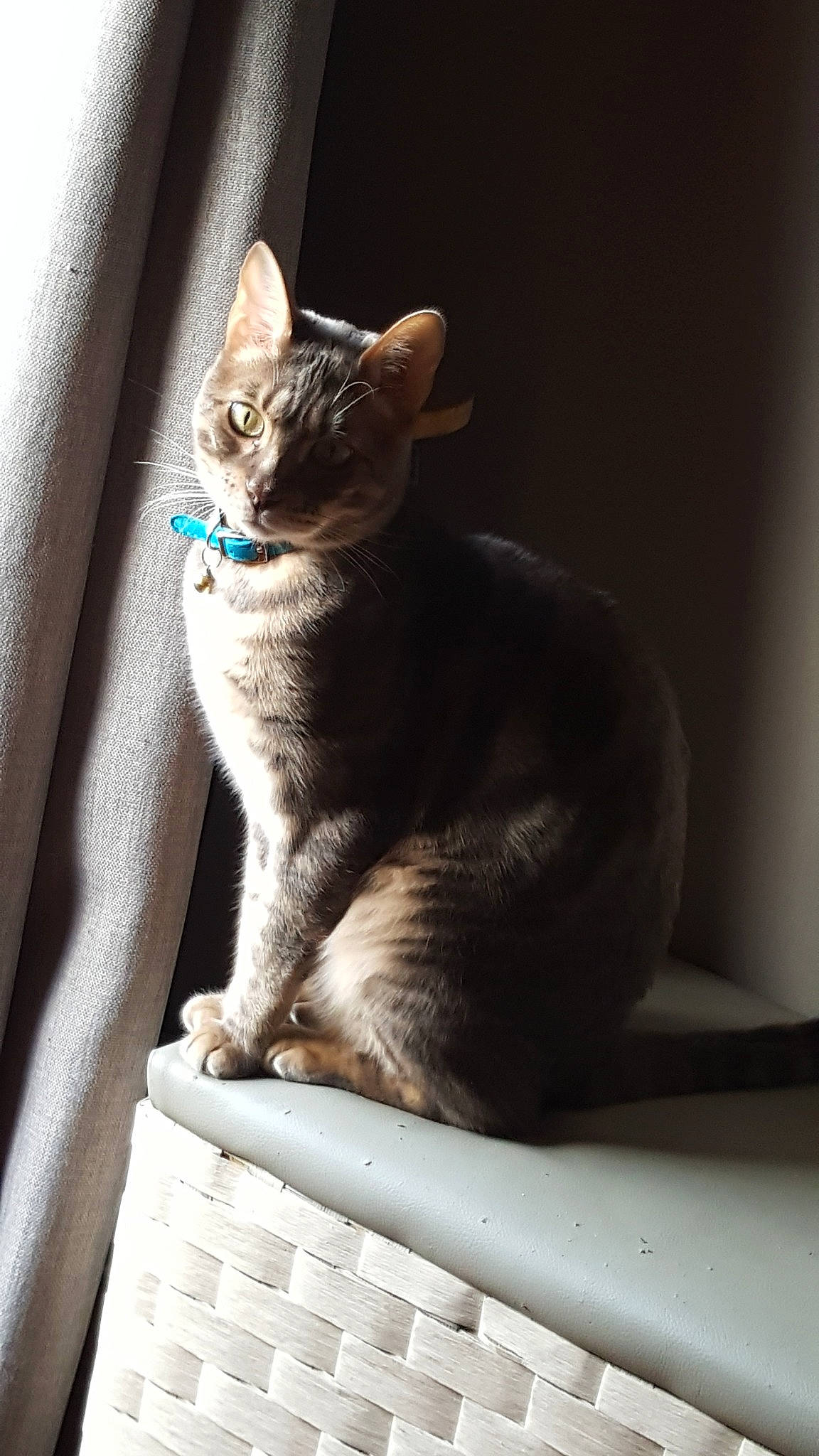 Owen participe au concours pour gagner de l'argent avec cette photo : asian, carnivore, cat, domestic_short_haired_cat, ear, european_shorthair, felidae, fur, german_rex, korat, mammal, paw, sitting, small_to_medium_sized_cats, snout, tabby_cat, tail, whiskers, window