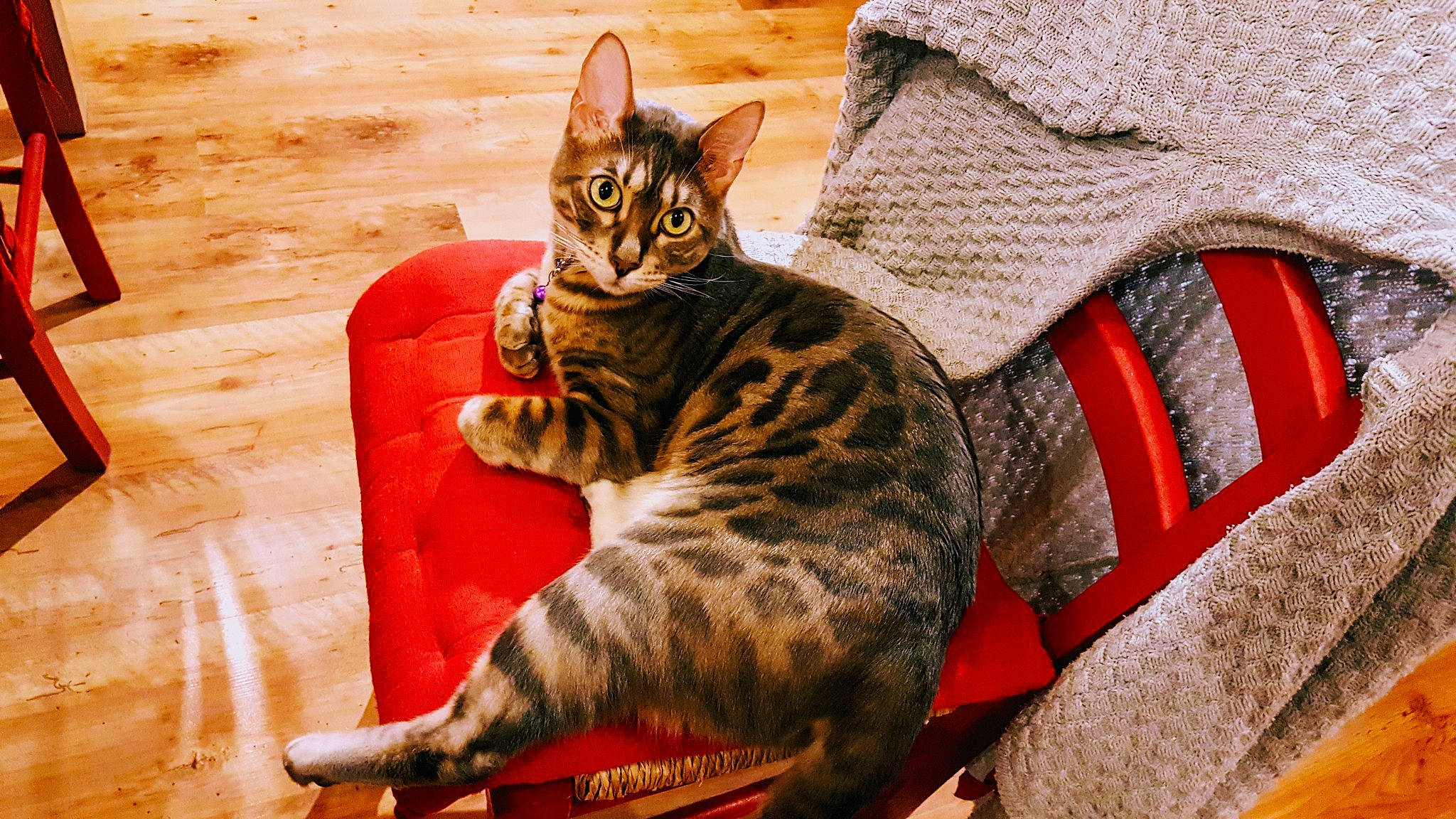 Owen a rejoint le concours — aidez-le/la à gagner de superbes lots ! american_shorthair, asian, bengal, california_spangled, carnivore, cat, domestic_short_haired_cat, dragon_li, european_shorthair, felidae, kitten, mammal, ocicat, savannah, small_to_medium_sized_cats, sokoke, tabby_cat, toyger, vertebrate, whiskers