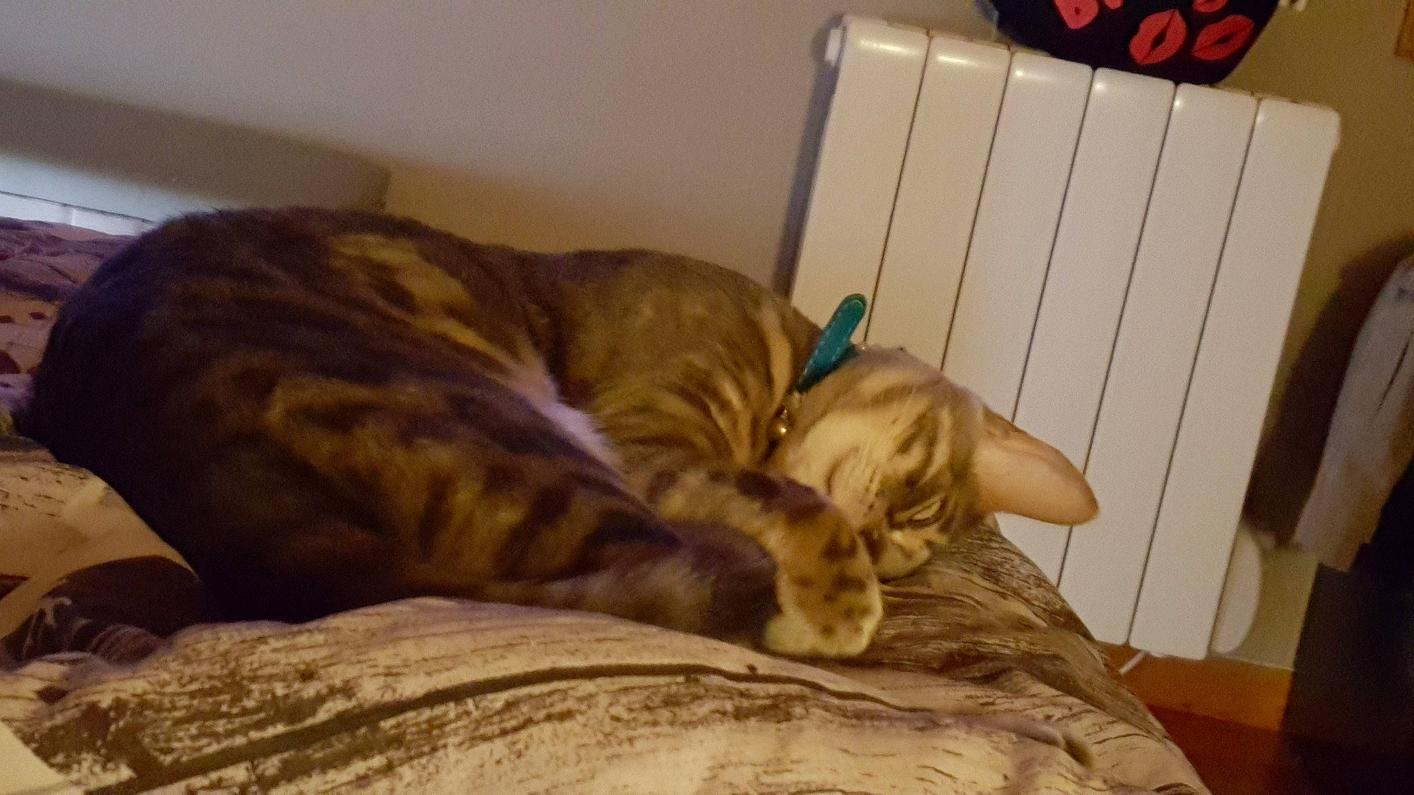 Owen a rejoint le concours — aidez-le/la à gagner de superbes lots ! american_shorthair, bengal, carnivore, cat, domestic_short_haired_cat, dragon_li, european_shorthair, fawn, felidae, kitten, mammal, nap, ocicat, small_to_medium_sized_cats, tabby_cat, toyger, whiskers