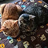 Felix And Oliver joined the competition — help win amazing prizes! animal, blanket, cat, companion, cozy, cute, domestic_animal, ears, feline, fur, indoor, orange_cat, patterned_blanket, pets, relaxing, resting, sleepy, snuggling, tabby_cat, whiskers