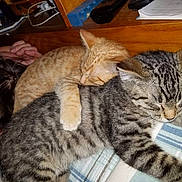 Felix And Oliver joined the competition — help win amazing prizes! cat, kitten, sleeping, cuddle, orange_cat, gray_tabby, pet, animal, closeup, indoor, cozy, resting, fur, cute, domestic_animal, friendship, sleep, person, wood, blanket