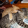 cat, kitten, sleeping, cuddle, orange_cat, gray_tabby, pet, animal, closeup, indoor, cozy, resting, fur, cute, domestic_animal, friendship, sleep, person, wood, blanket