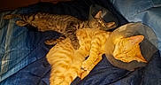 Felix And Oliver joined the competition — help win amazing prizes! animal, bed, blanket, blue_blanket, cat, cats, comfort, companion, cone_collar, cozy, cute, domestic_animal, feline, ginger_cat, indoor, pet, resting, sleeping, snuggling, tabby_cat