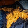 cat, cats, cone_collar, pet, sleeping, bed, blanket, tabby_cat, ginger_cat, indoor, feline, cozy, resting, animal, cute, domestic_animal, companion, snuggling, blue_blanket, comfort