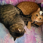 Felix And Oliver joined the competition — help win amazing prizes! animal, blanket, cat, close_up, companions, cozy, curled_up, cute, domestic_animal, feline, fur, indoor, orange_cat, pets, relaxation, resting, sleeping, soft, tabby_cat, whiskers