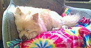 Macy joined the competition — help win amazing prizes! dog, sleeping, fluffy, cream_color, tie_dye_blanket, armchair, cozy, indoor, pet, resting, fur, cute, domestic_animal, relaxation, comfort, peaceful, colorful, blanket, furniture, nap